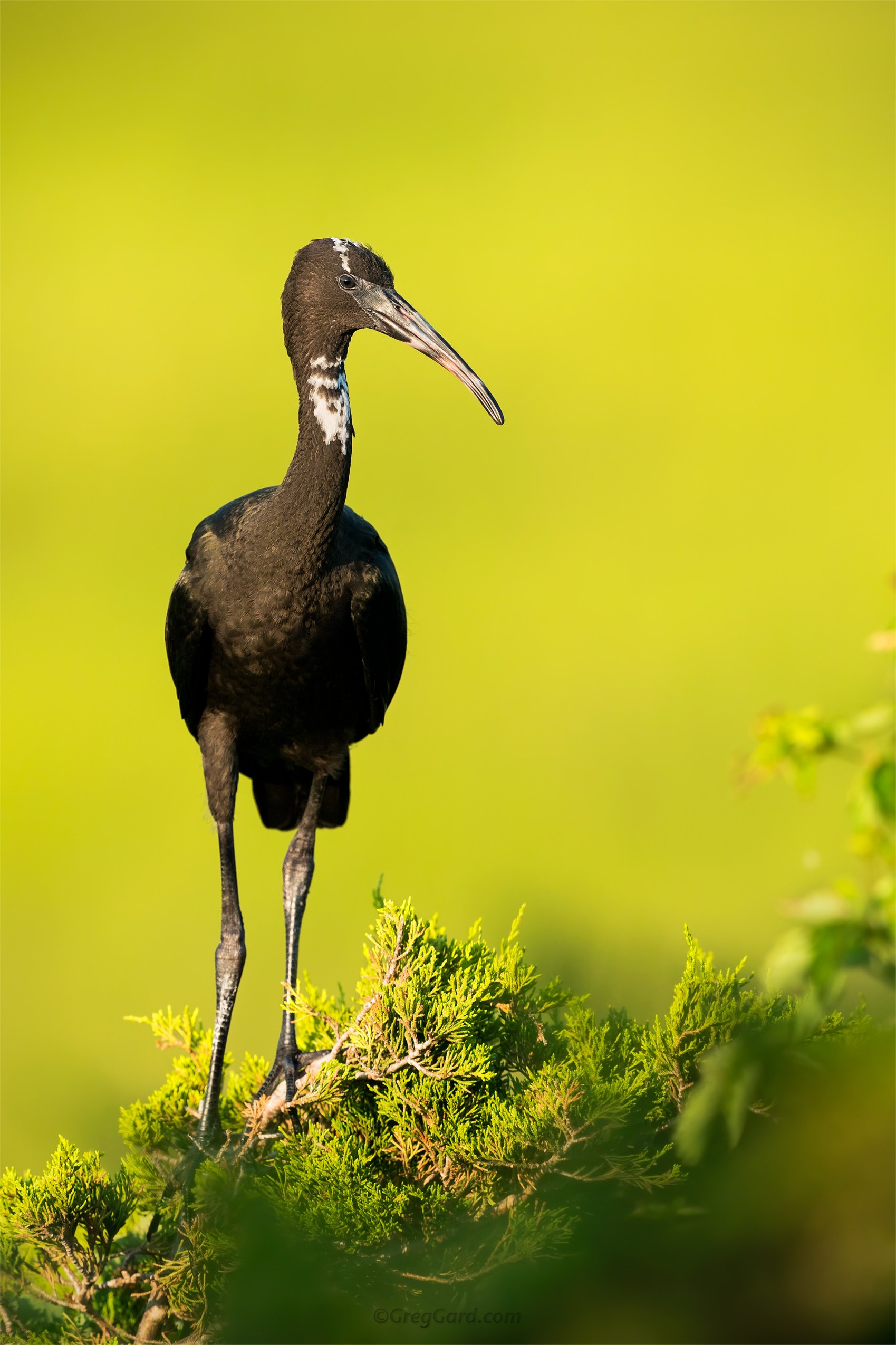 Juvenile Glossy Ibis