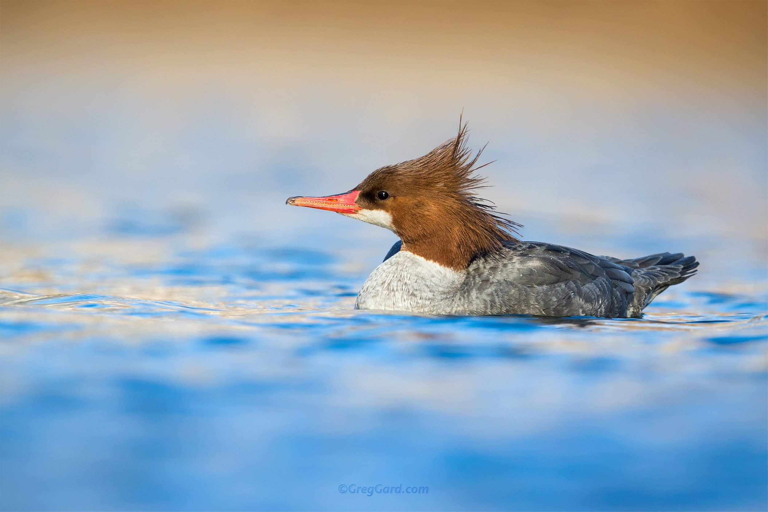 Common Merganser