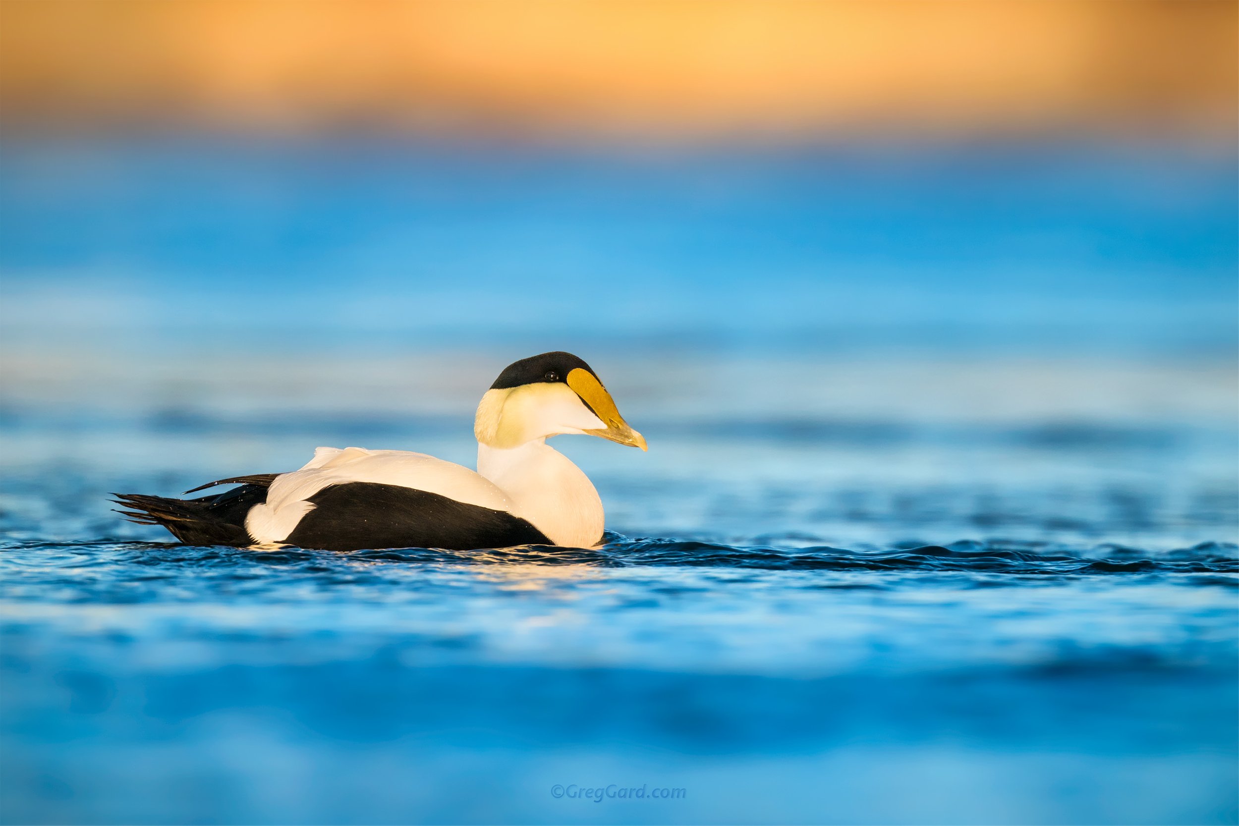 Common Eider