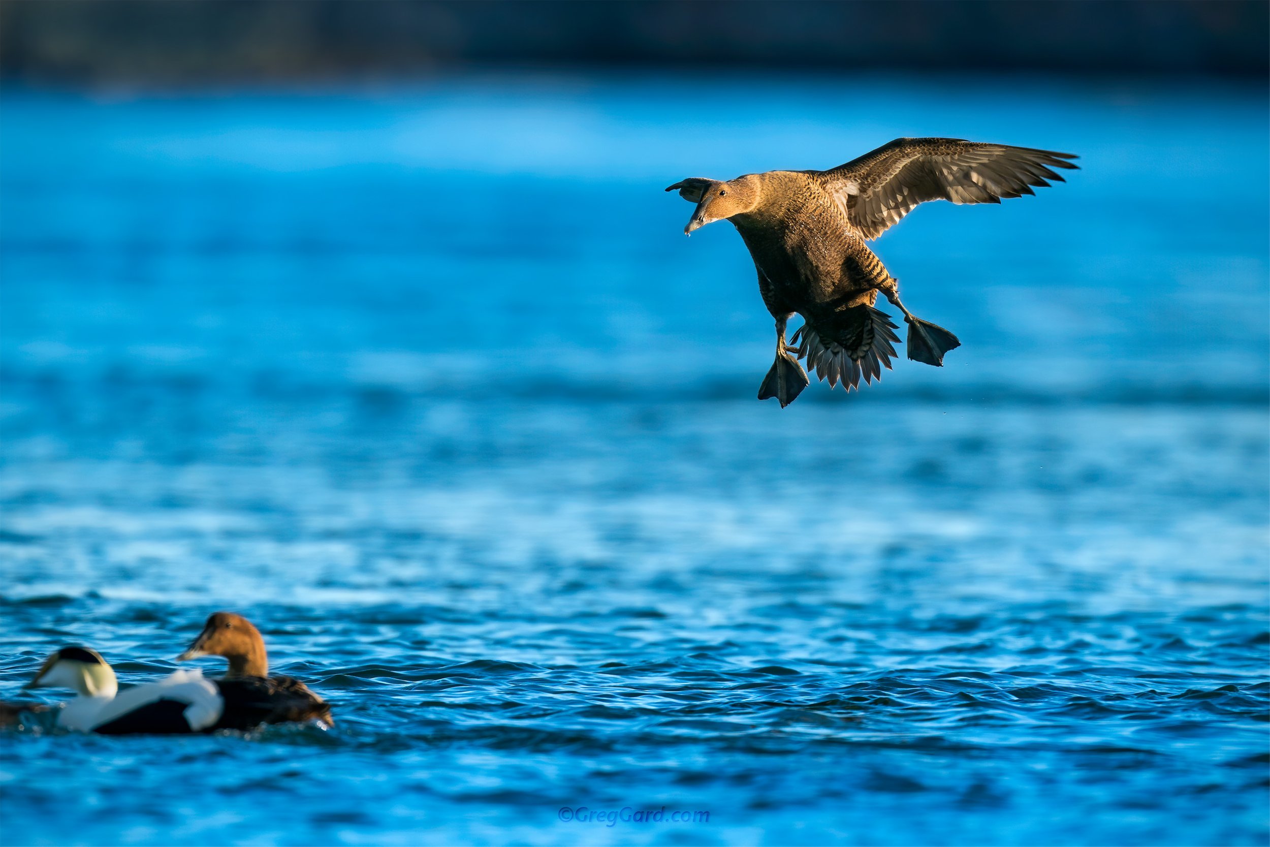 Common Eider