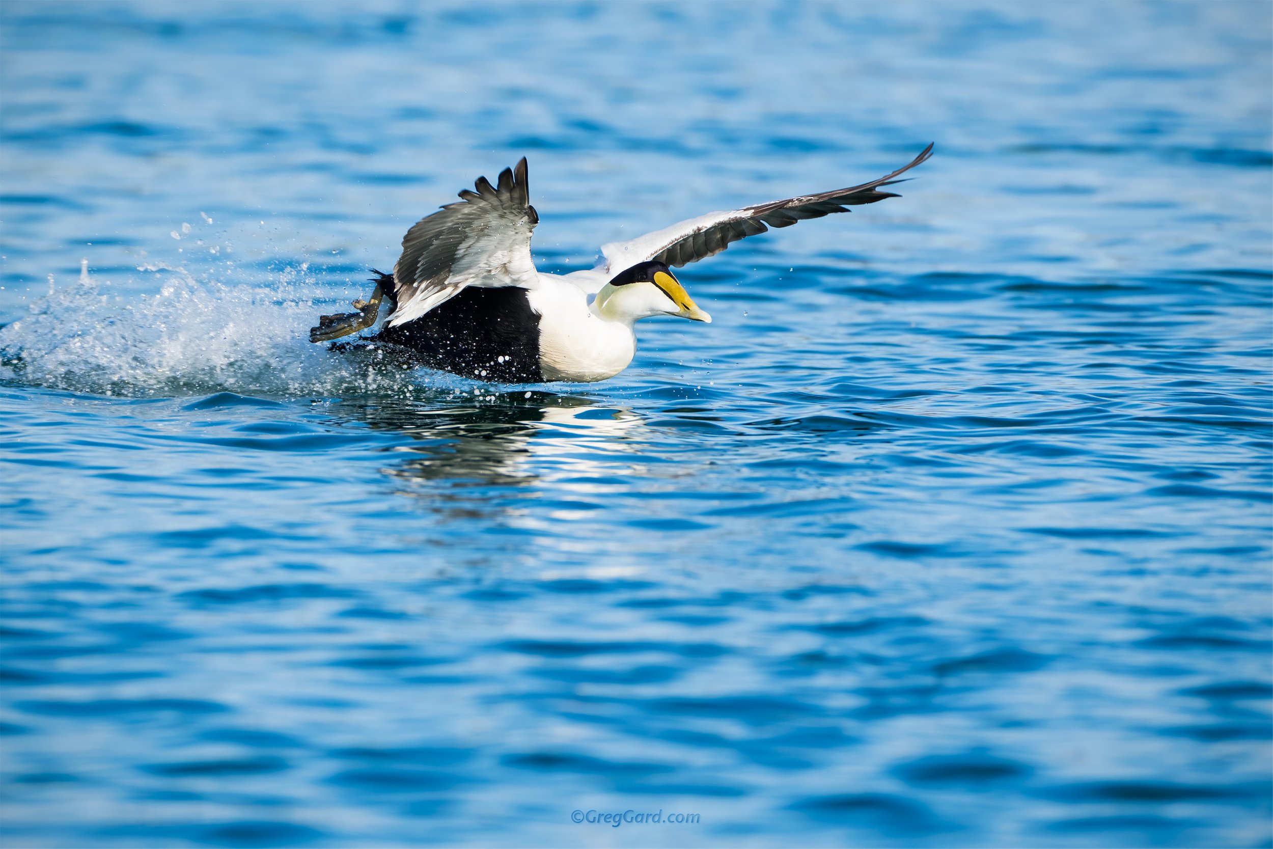 Common Eider drake