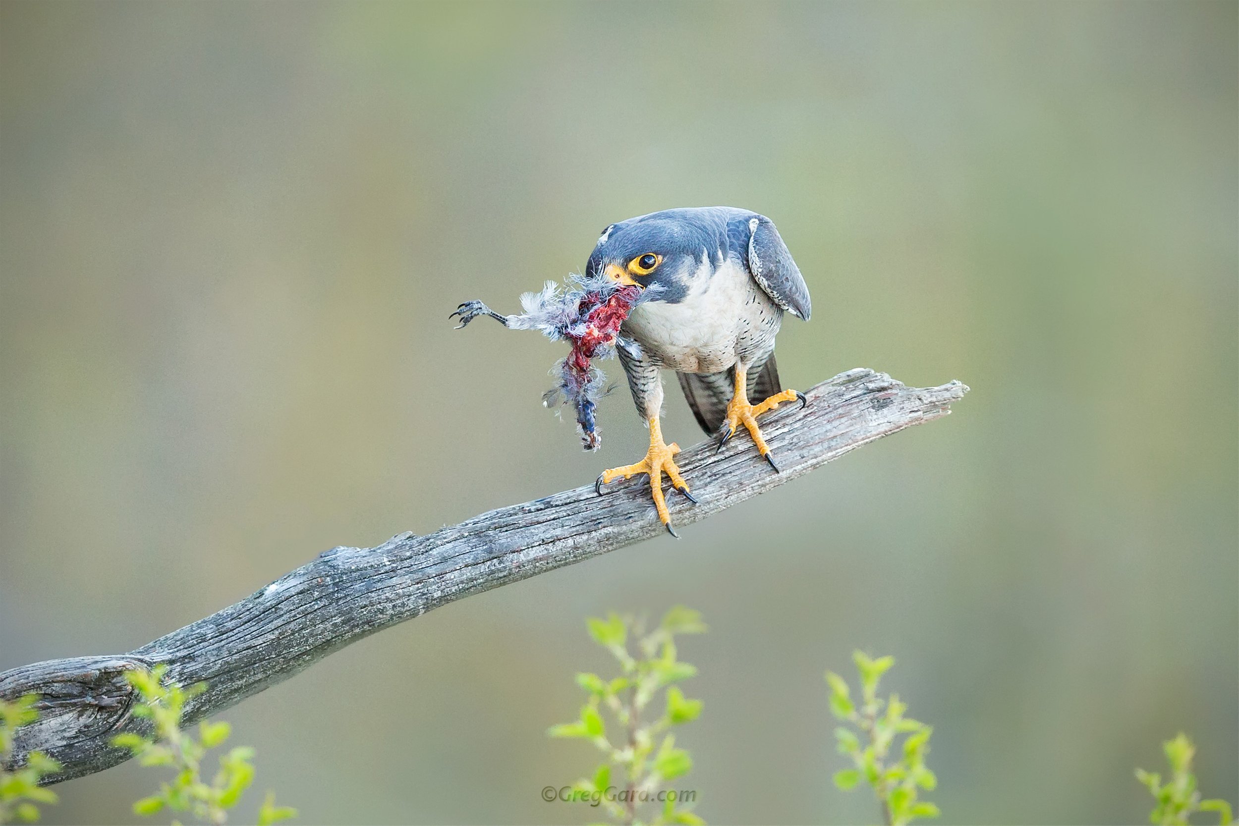 Peregrine Falcon