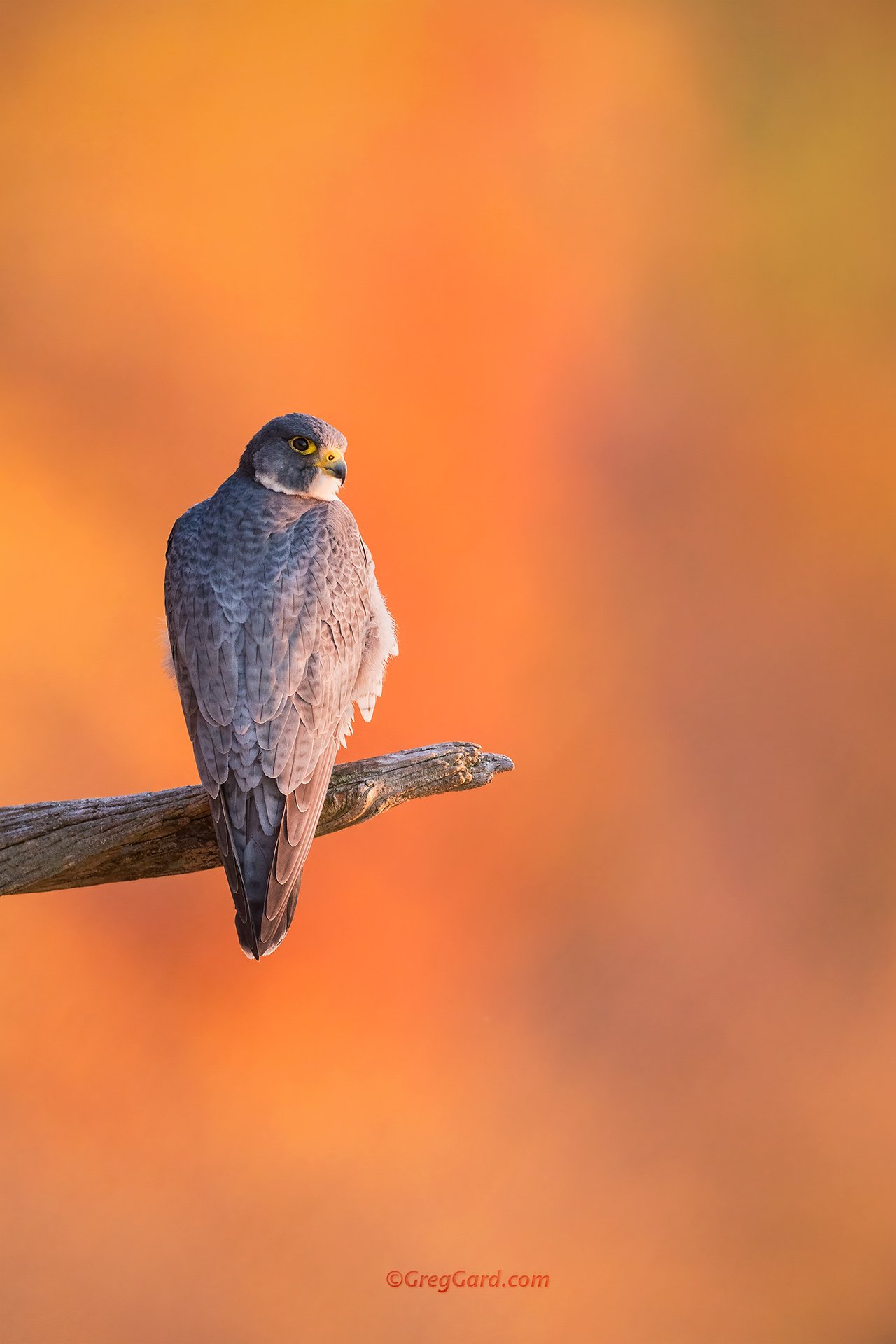 Peregrine Falcon