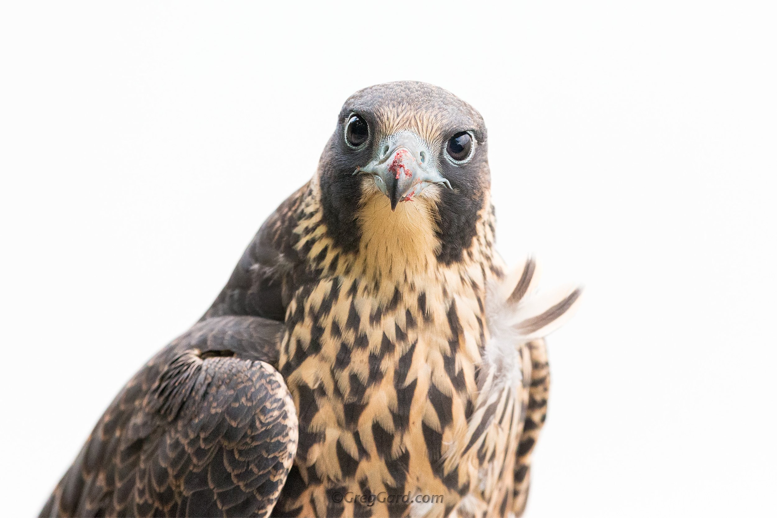 Peregrine Falcon