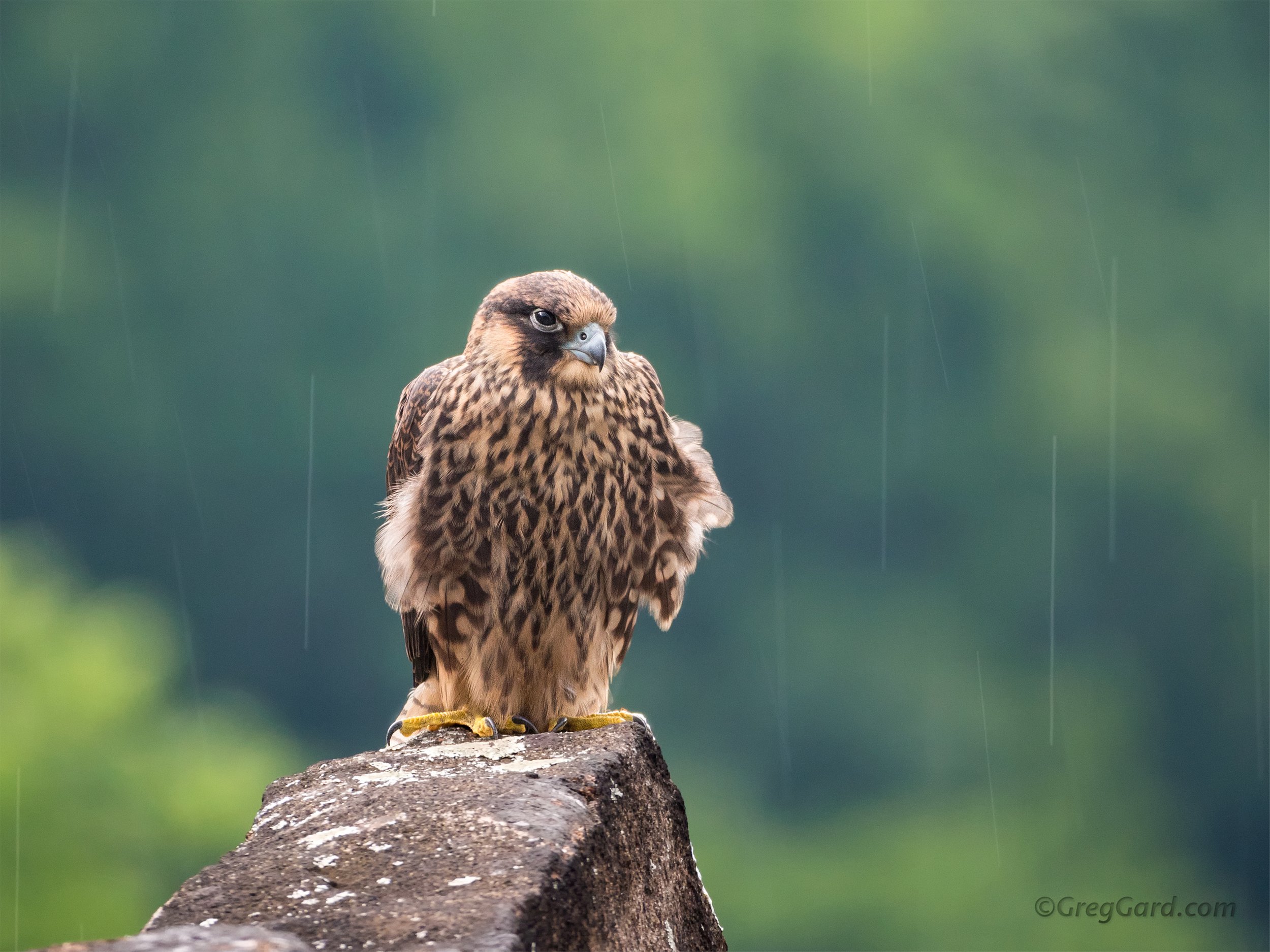 Peregrine Falcon