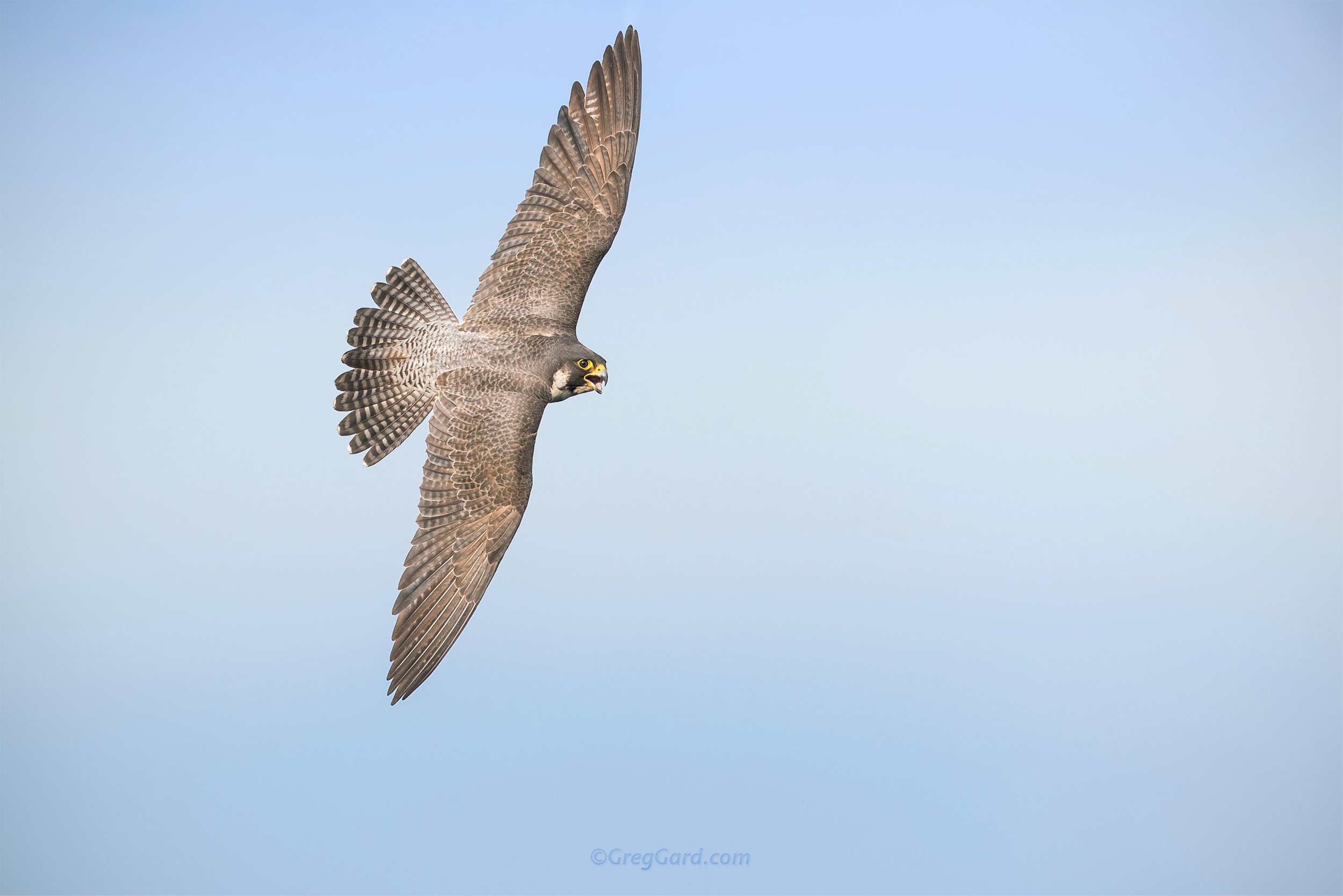 Peregrine Falcon