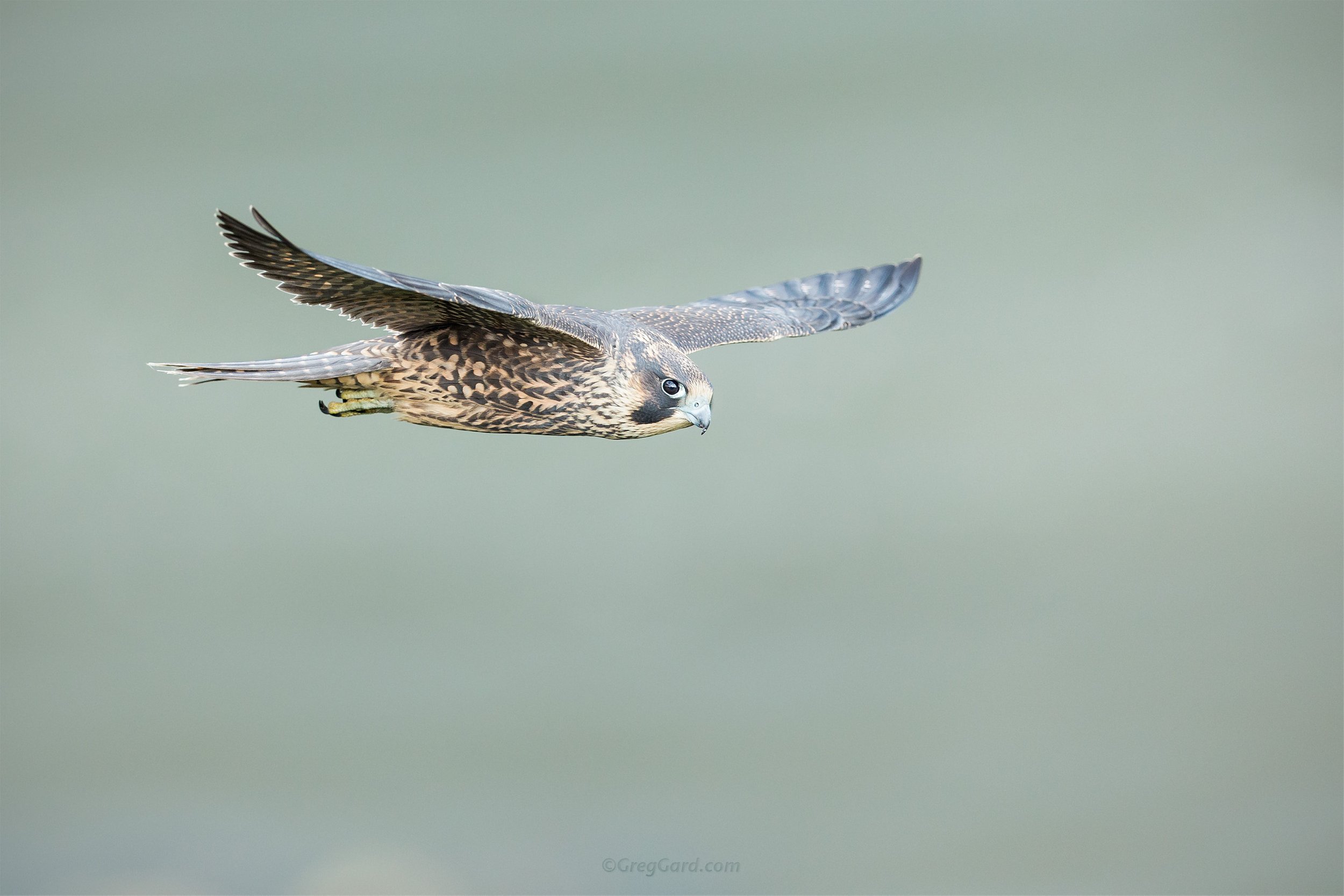 Peregrine Falcon