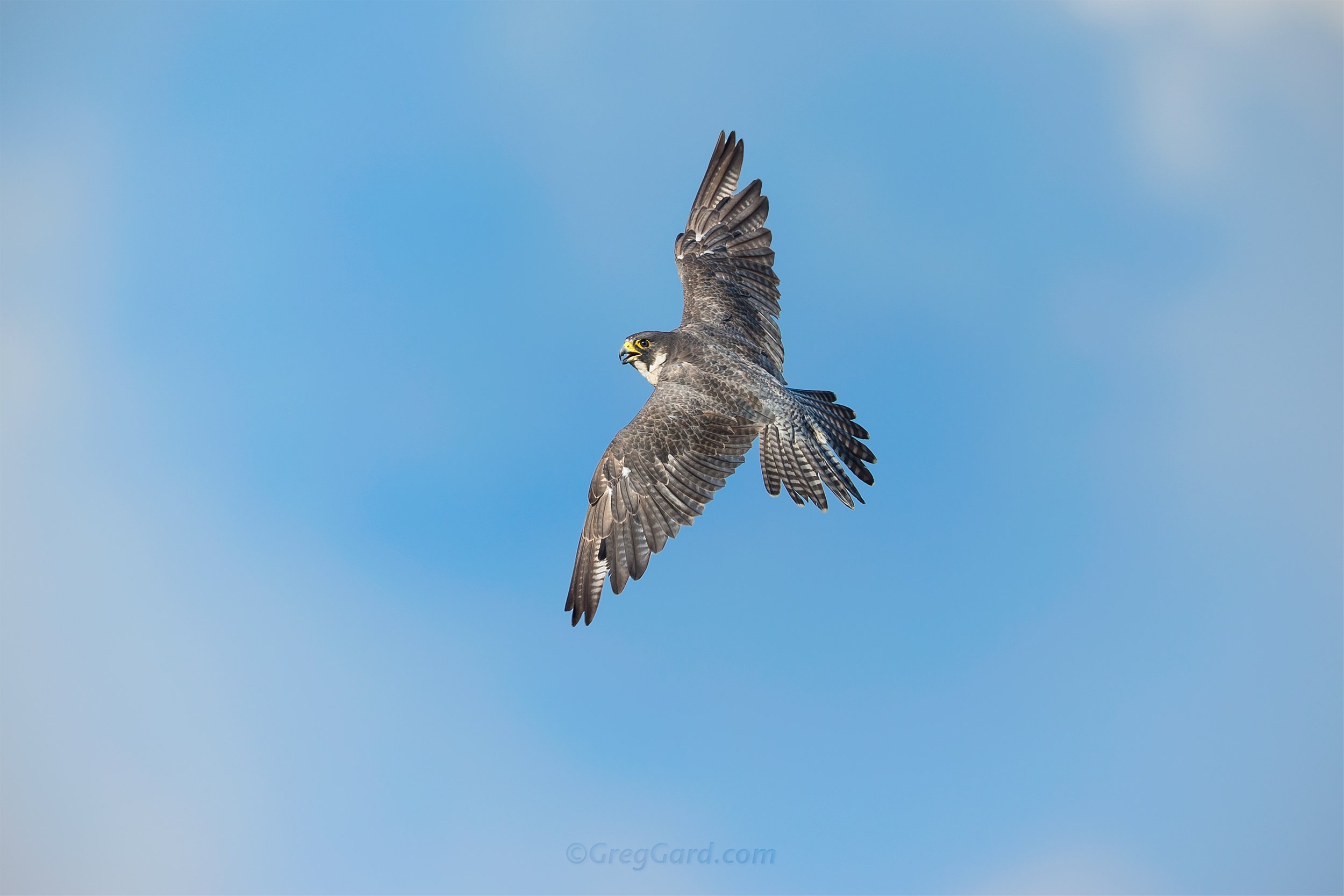 Adult Peregrine Falcon flying by