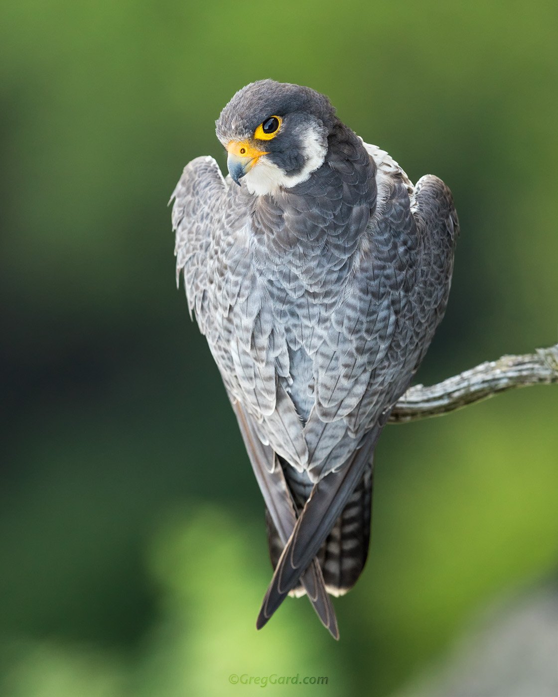 Peregrine Falcon