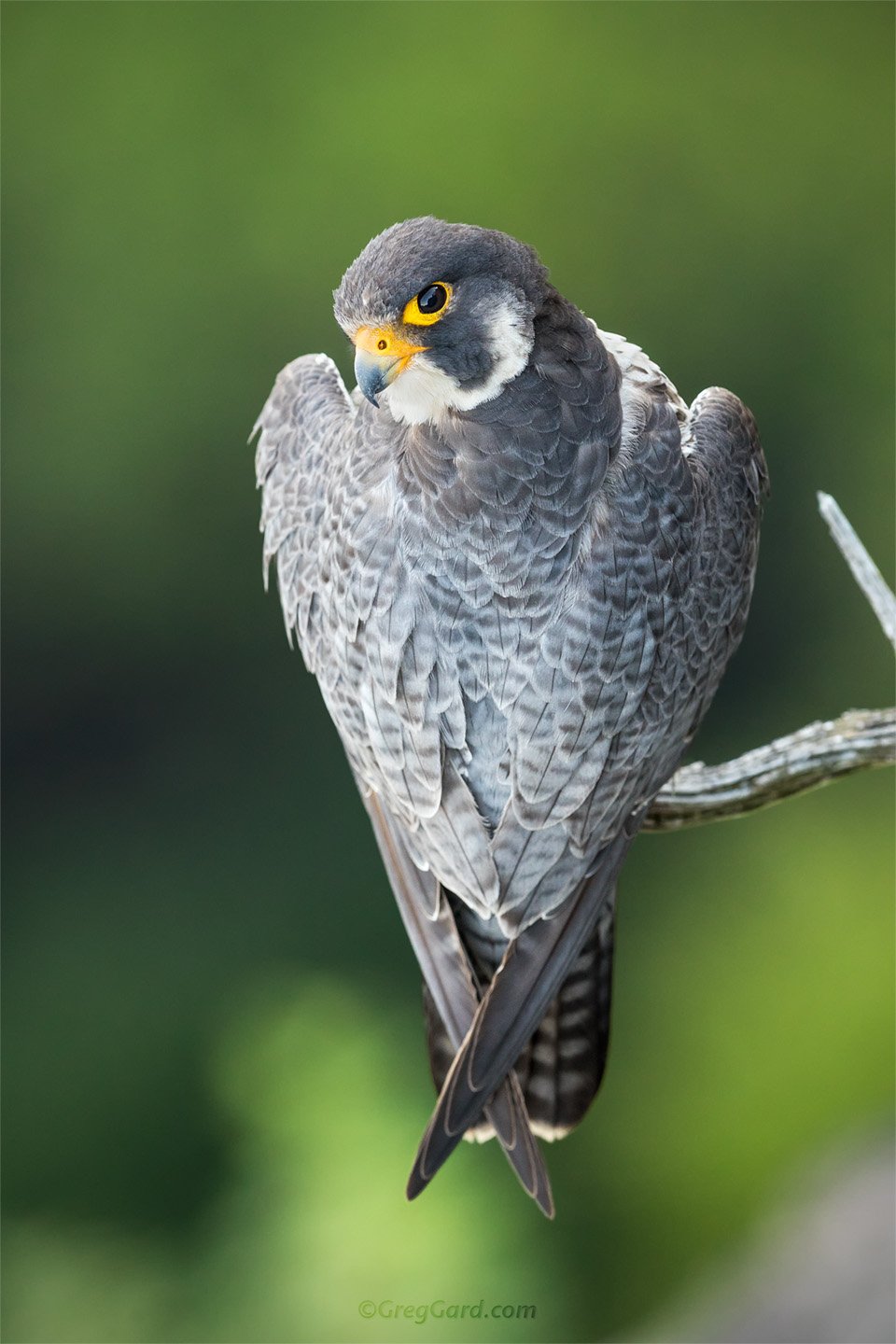 Peregrine Falcon