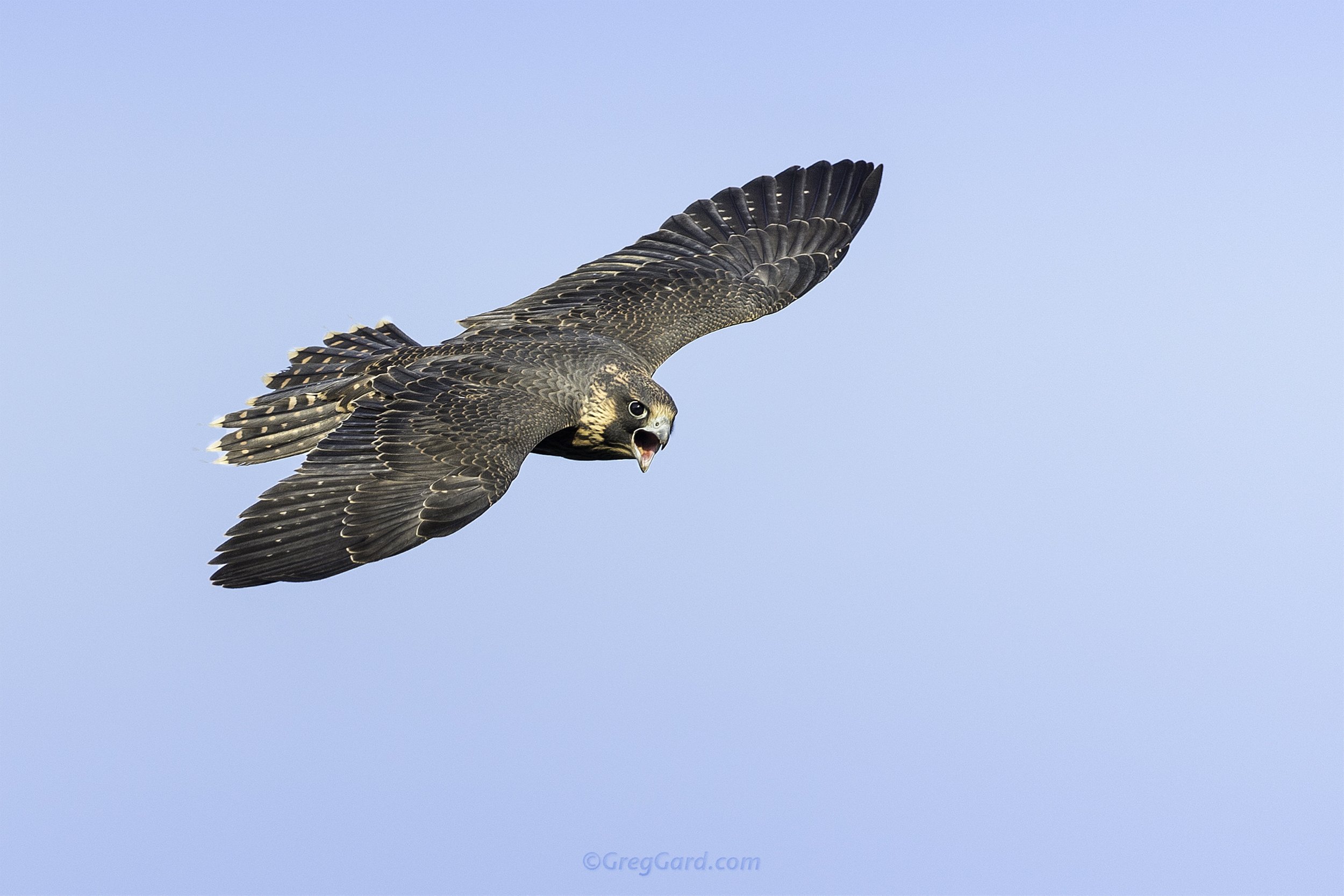 Juvenile Peregrine Falcon