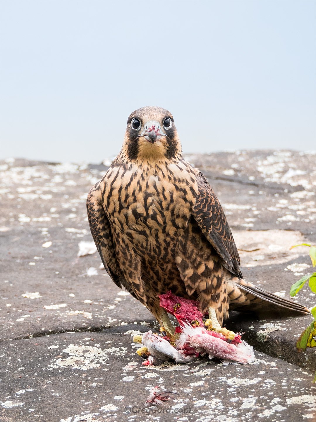 Peregrine Falcon with prey