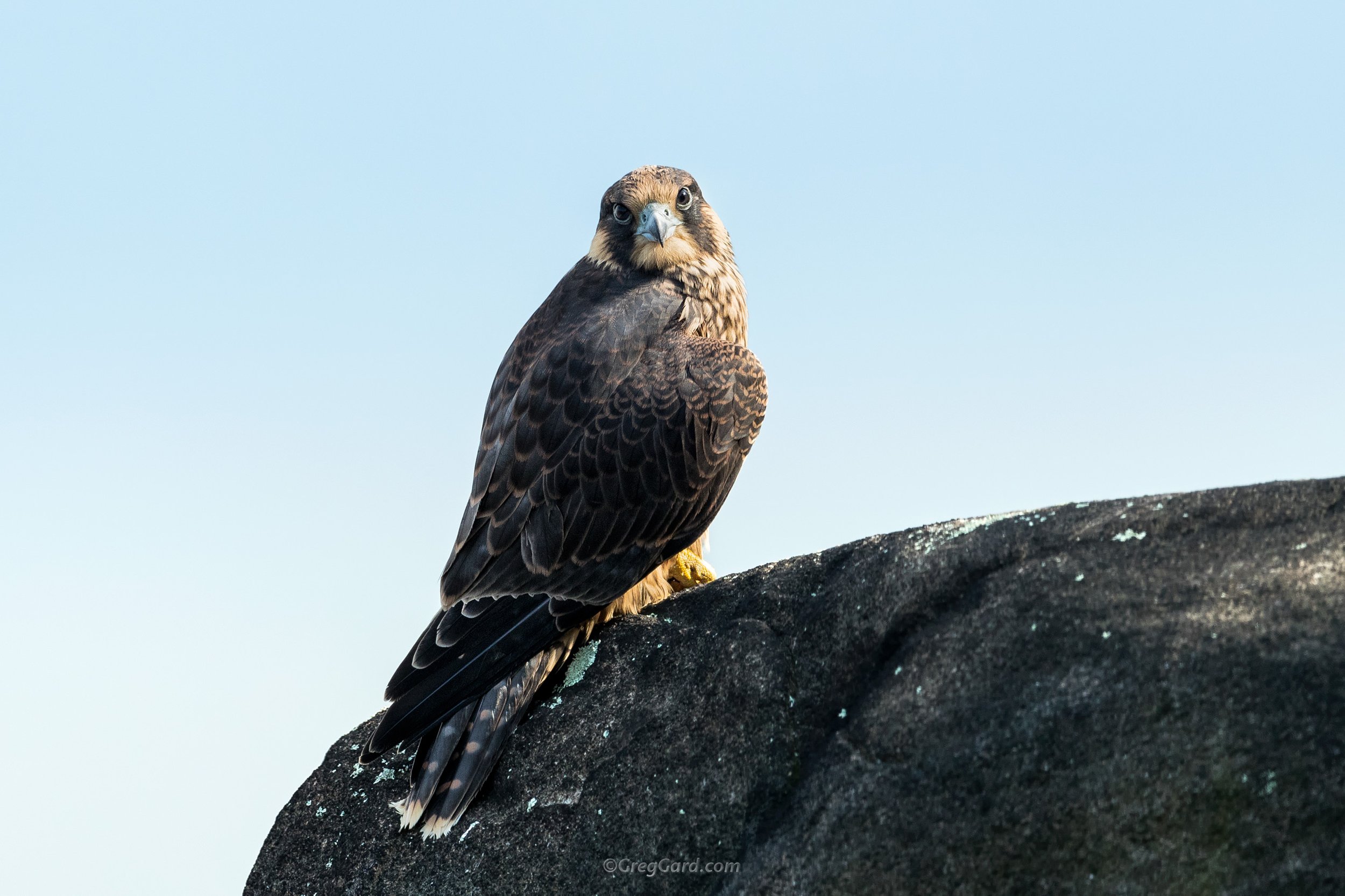 Juvenile Peregrine Falcon