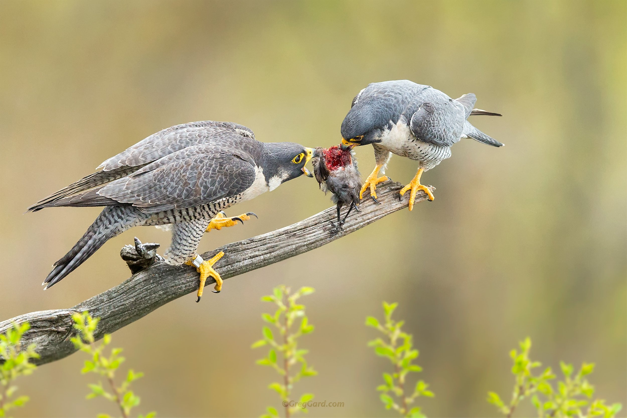 Peregrine Falcon pair