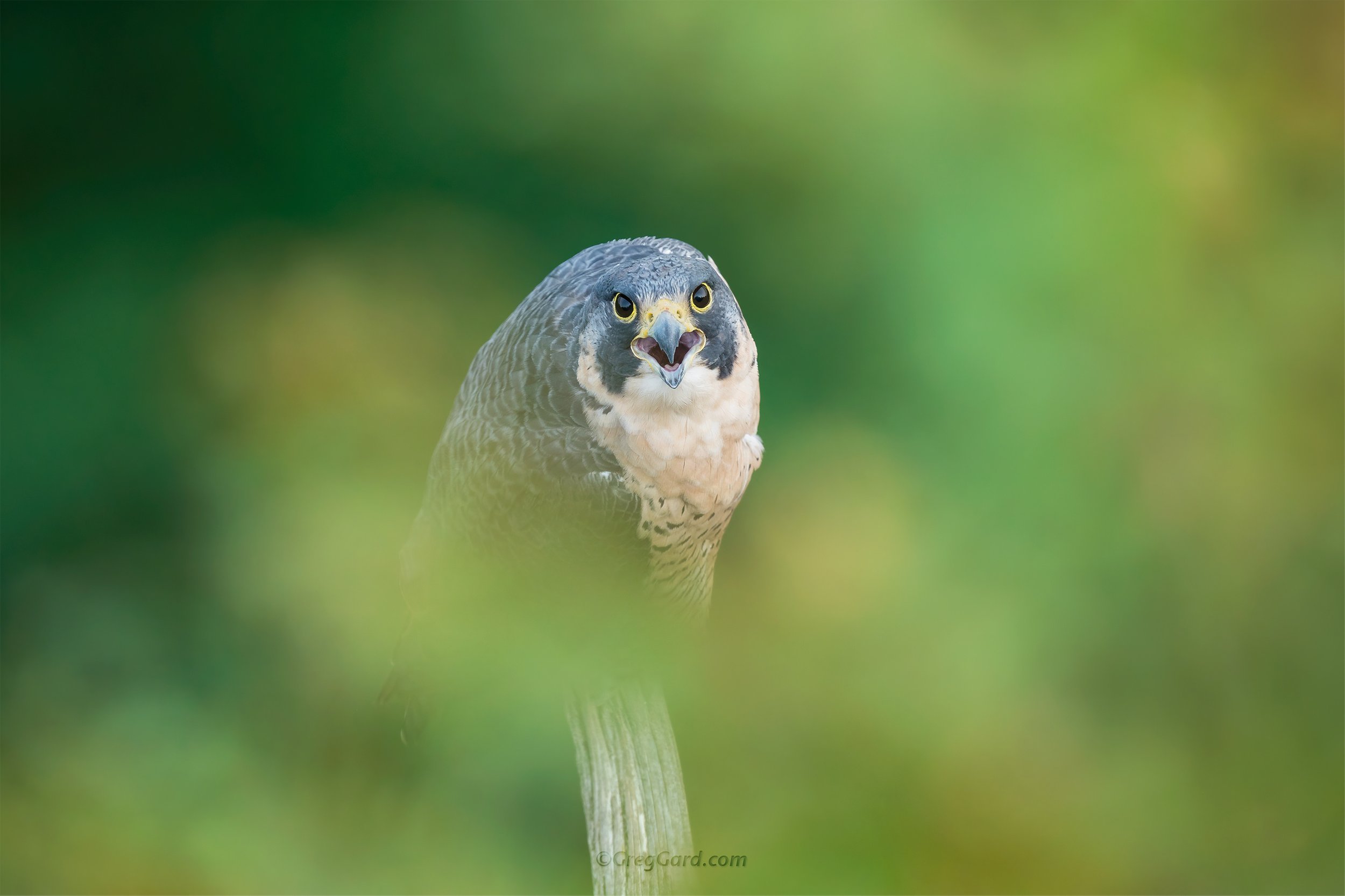 Peregrine Falcon vocalizing