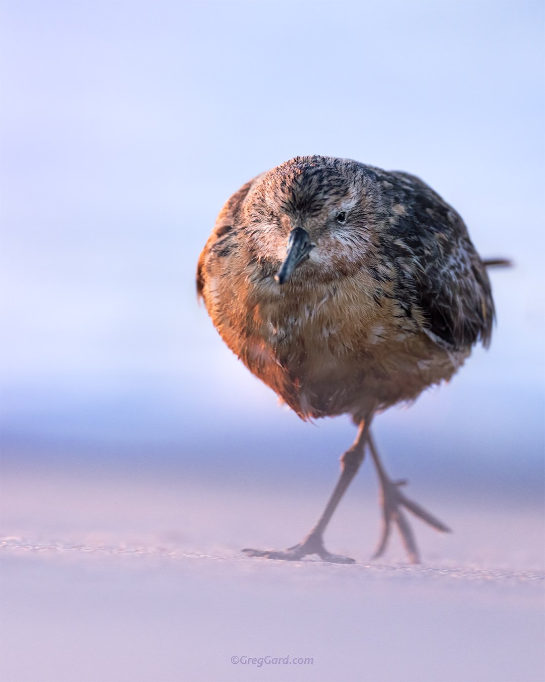Red Knot - East Coast, USA