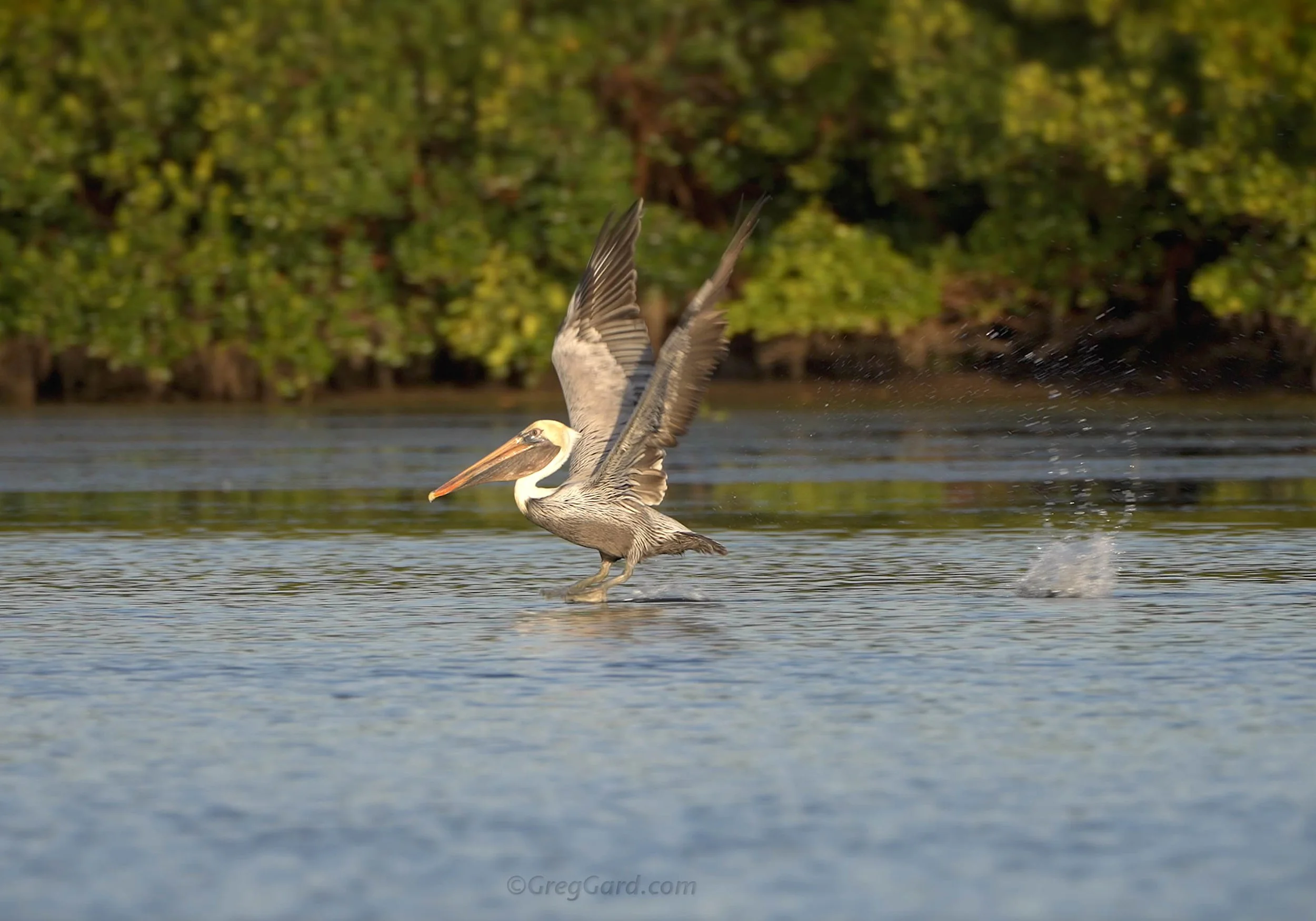 Brown Pelican - video - Southwest Florida