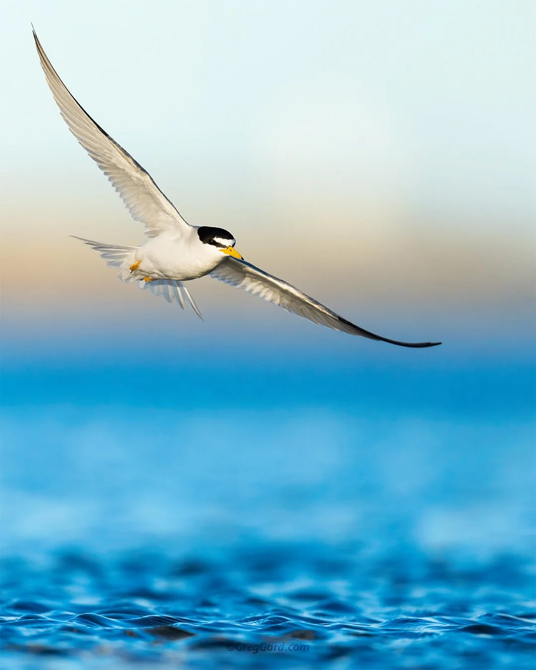 Least Tern - Nickerson Beach, NY
