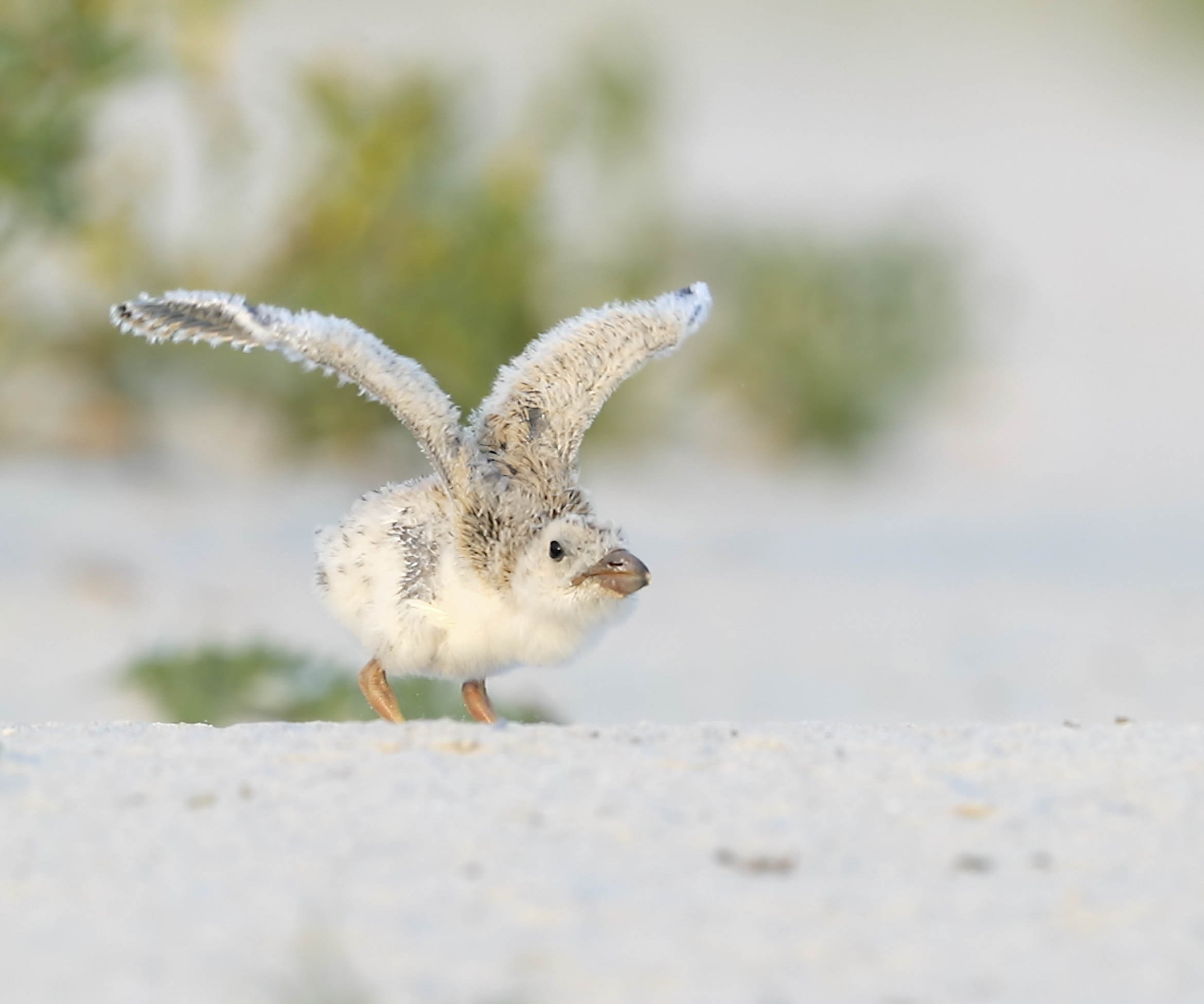 Black Skimmer chick - video - Nickerson Beach, NY