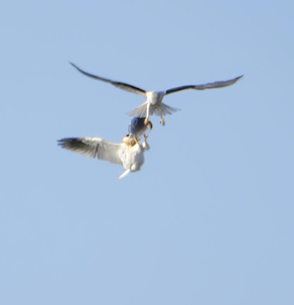 White-tailed Kite food exchange - video — Greg Gard