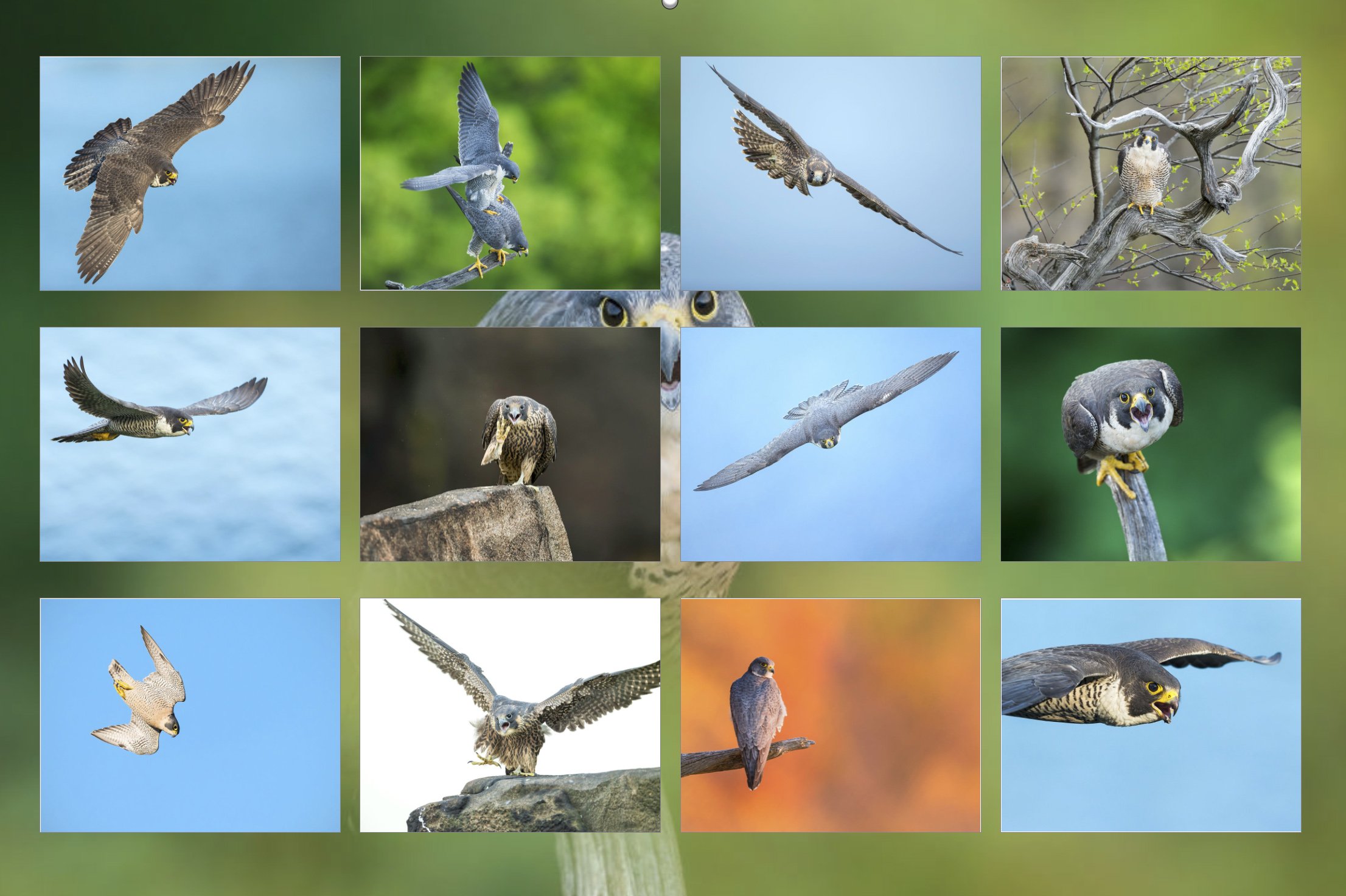 2022 Bird Photography Calendars — Greg Gard