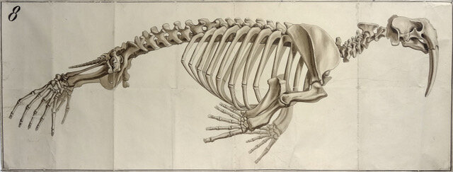 Life-sized drawing of the skeleton of a Morse, French for Walrus