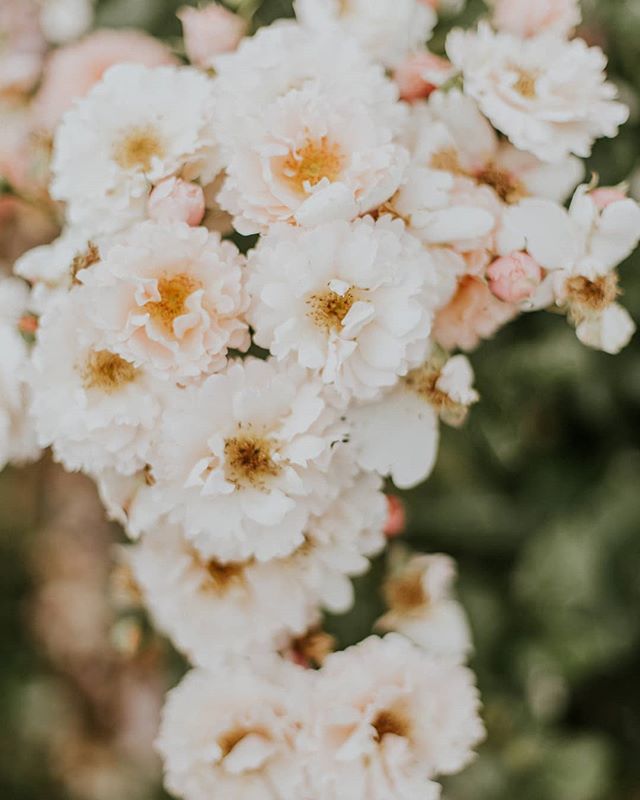 The difference with our LUXX HAMPERS is every hamper comes with beautiful flowers included...what could be better than food &amp; flowers delivered fresh to the door. .
.
.
.
.
#hampers #flowers #byronbay #fresh #gourmet #luxury #byron