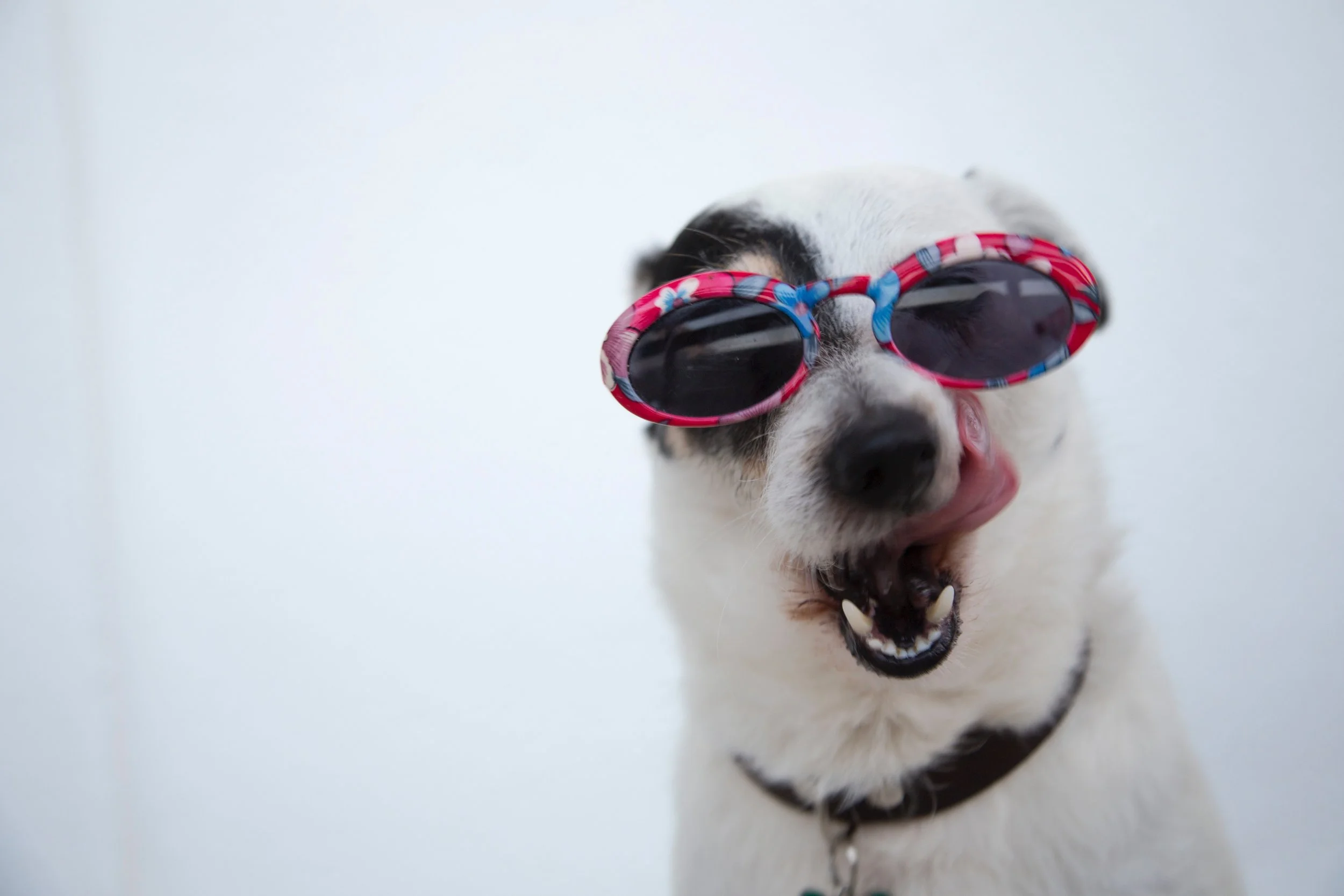adorable-animal-animal-photography-1629781.jpg