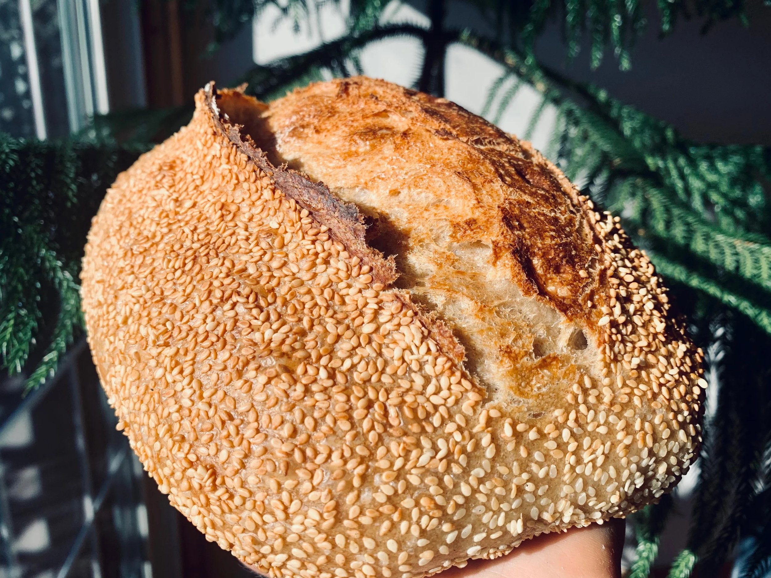 sesame (SATURDAY)