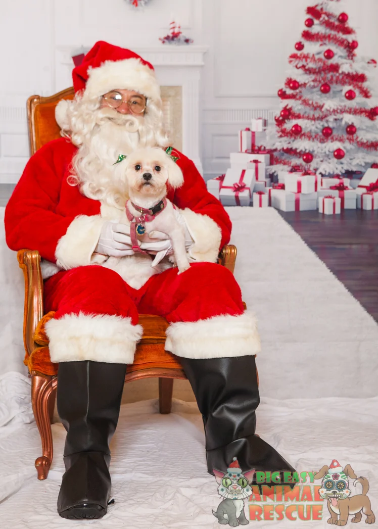 Santa pet photos are cool but I wanted to do it better.
