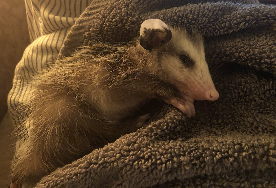 It's Opossum baby season: here's what you need to know! — WildHeart