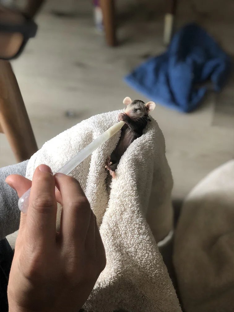 It S Opossum Baby Season Here S What You Need To Know Wildheart