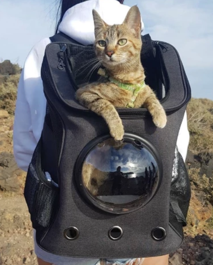 cat backpack reddit