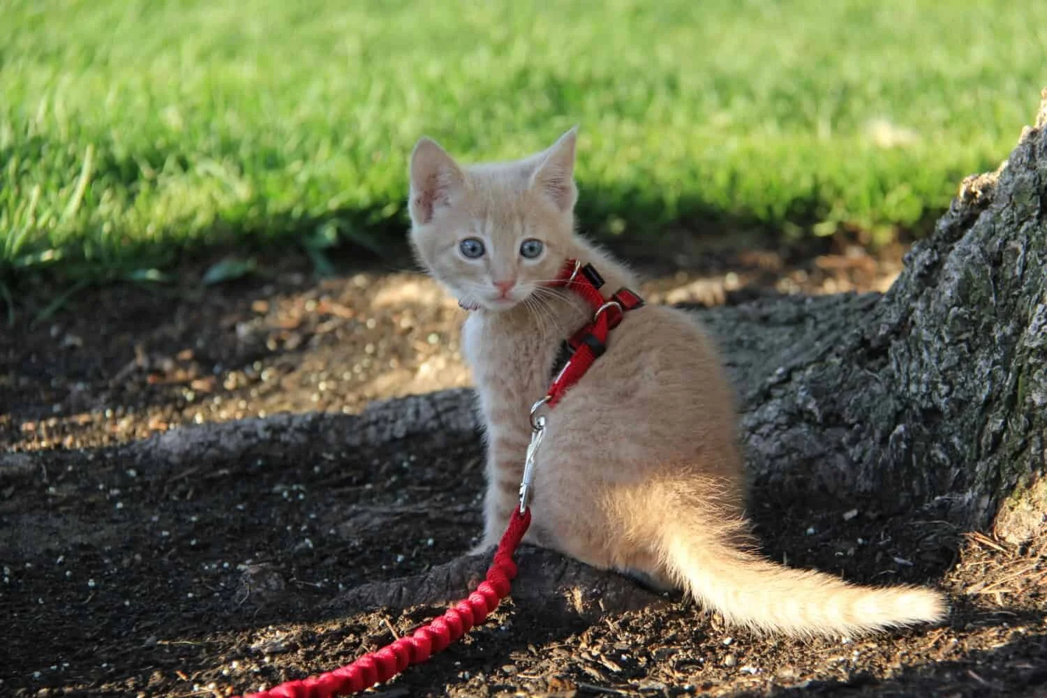 fat cat harness