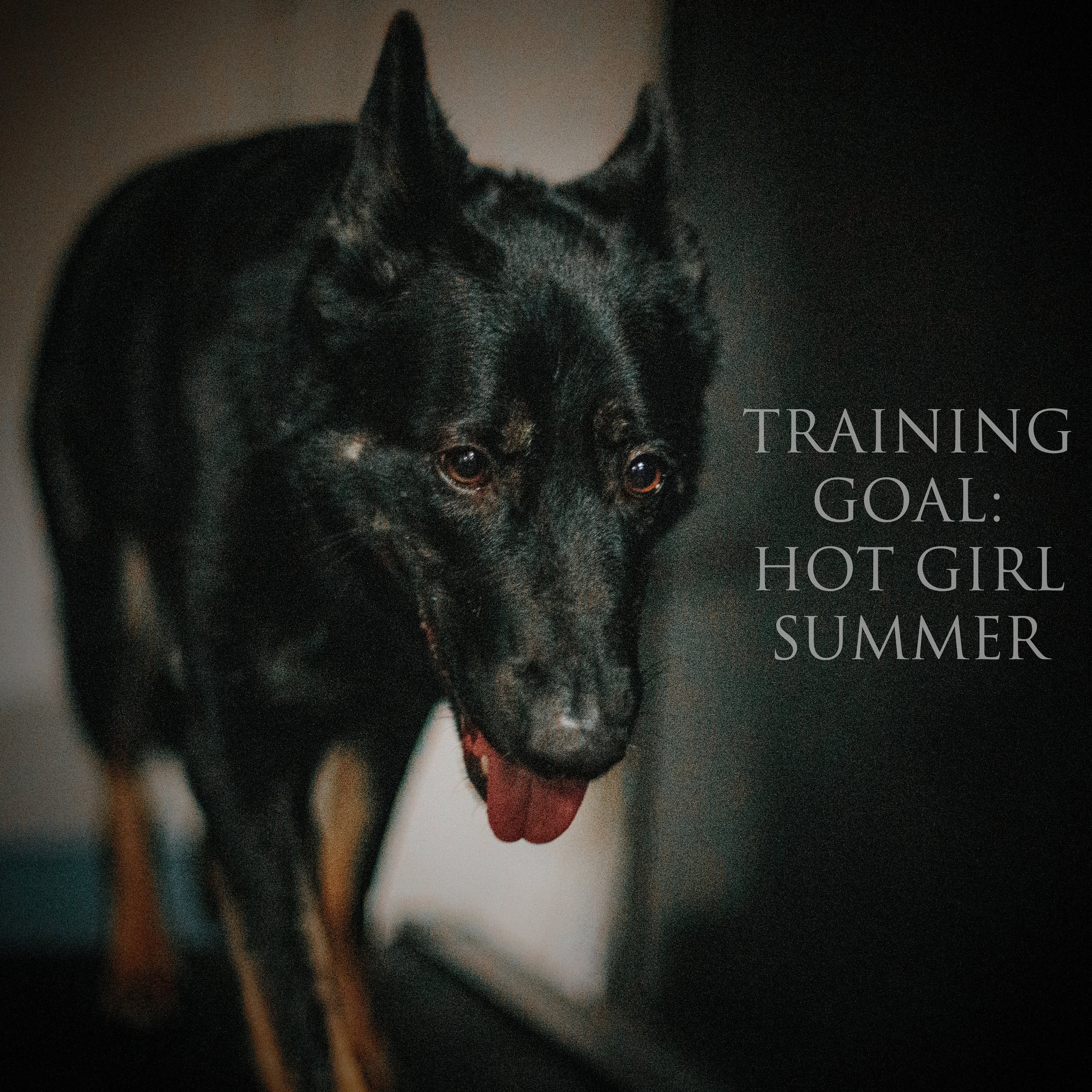 Kota gets regular cardio exercise that also works to steady her mentally before we head out to some activities. Lately I've been thinking through getting her back to reoccurring group classes. What are working on with your dogs?

#kotaops