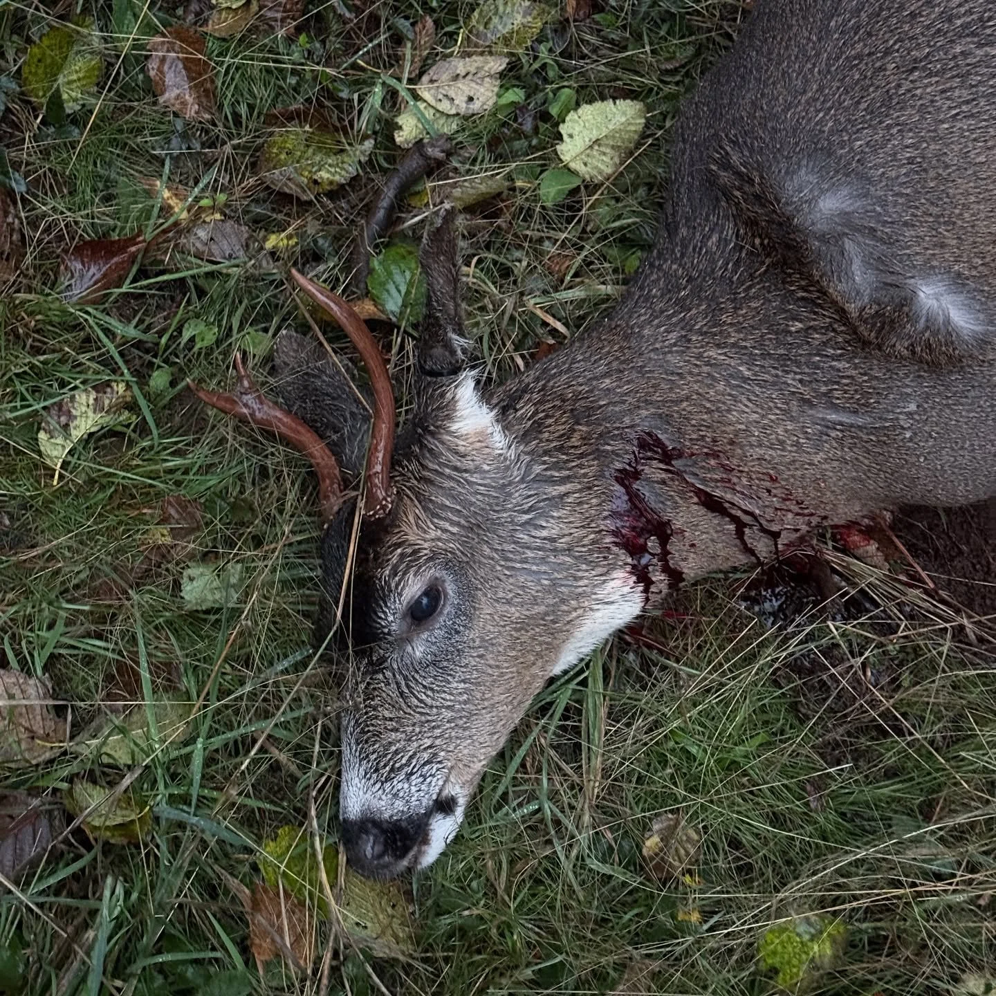 It was a rainy and windy Halloween. One suppressed @noslerinc .308 Accubond. Pretty close to IN. THE. FACE. 

Good luck to the late season hunters!