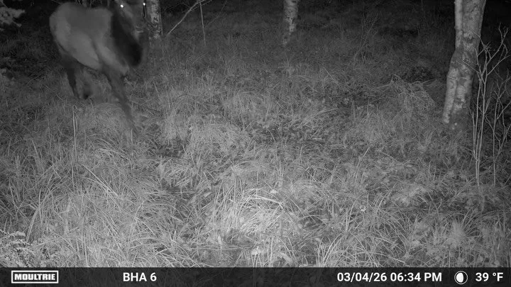 That's a lot of breakfast sausage. @moultrieproducts #elkseason