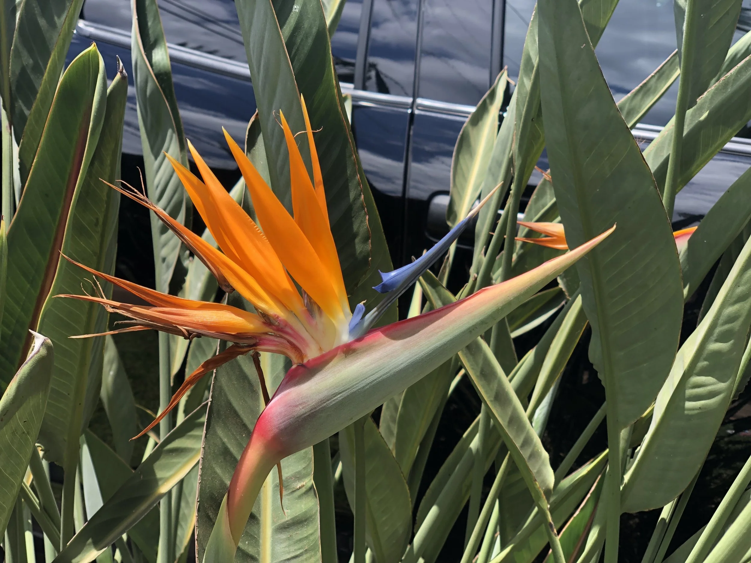 Birds of Paradise (Stephanie’s favorite flower) are ALL OVER Maui! They grow like weeds there… #jealous