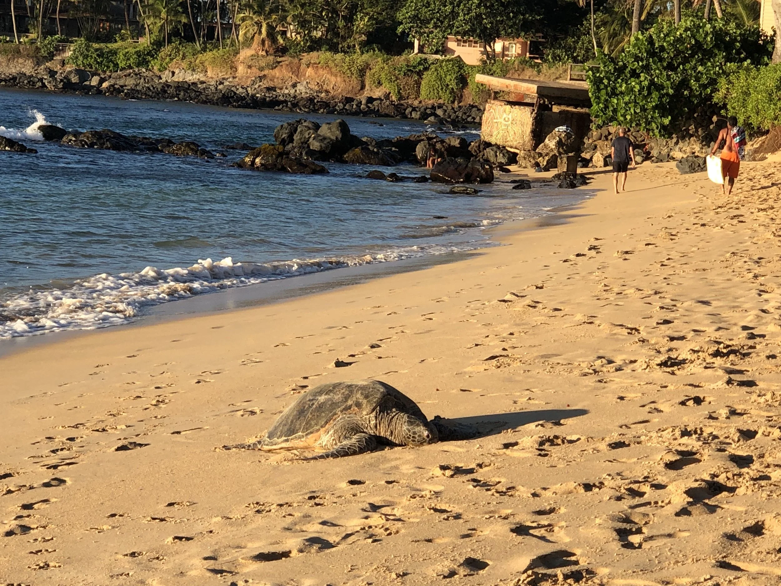 Giant sea turtle - what?! (It’s more of a “mobile built environment” but close enough, right?)