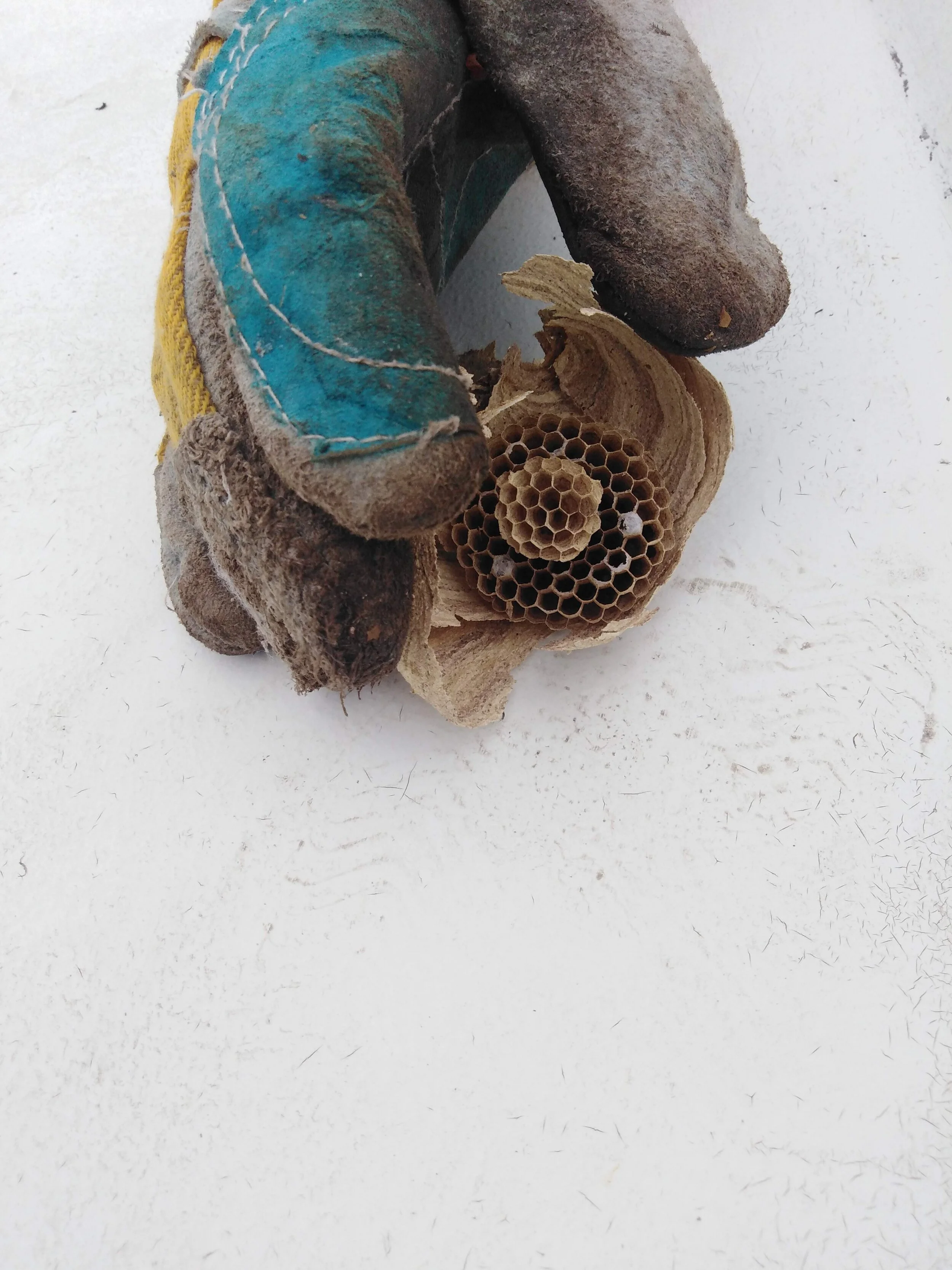 Wasps Nest - SO GLAD it had been abandoned!!!