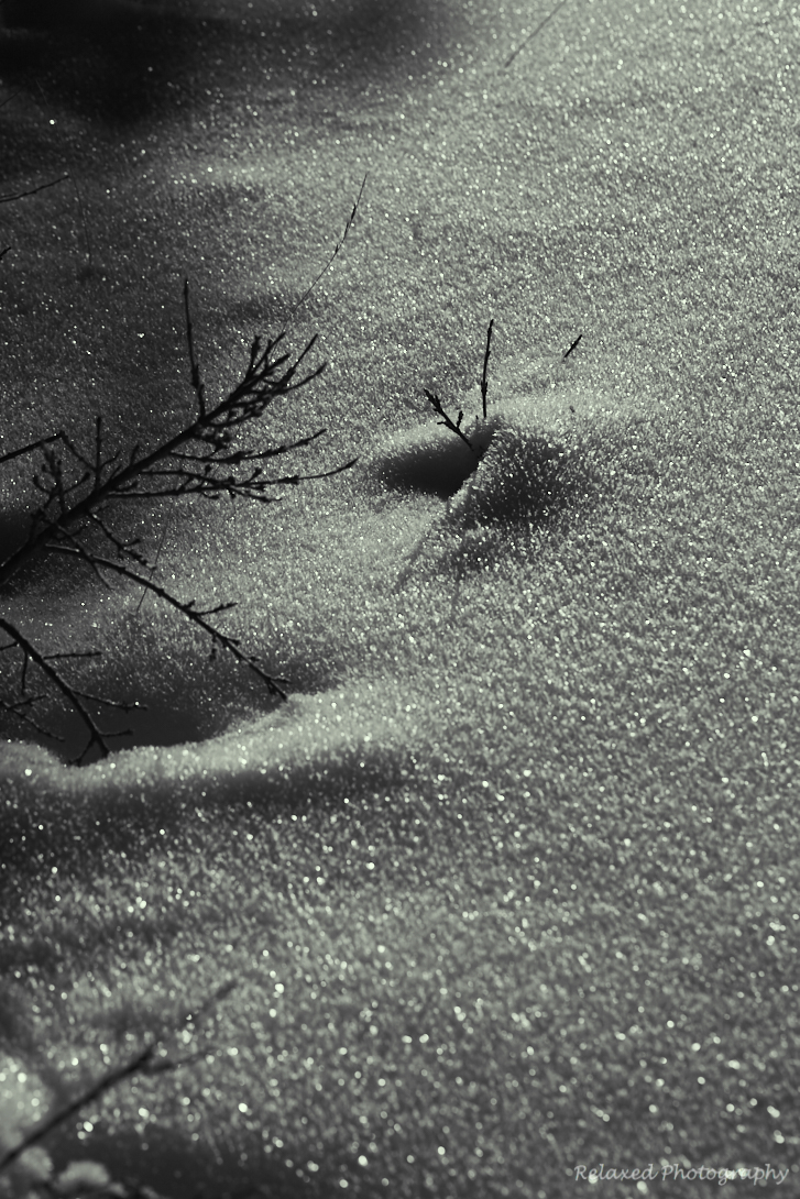 Forgetmenot Pond 4.jpg