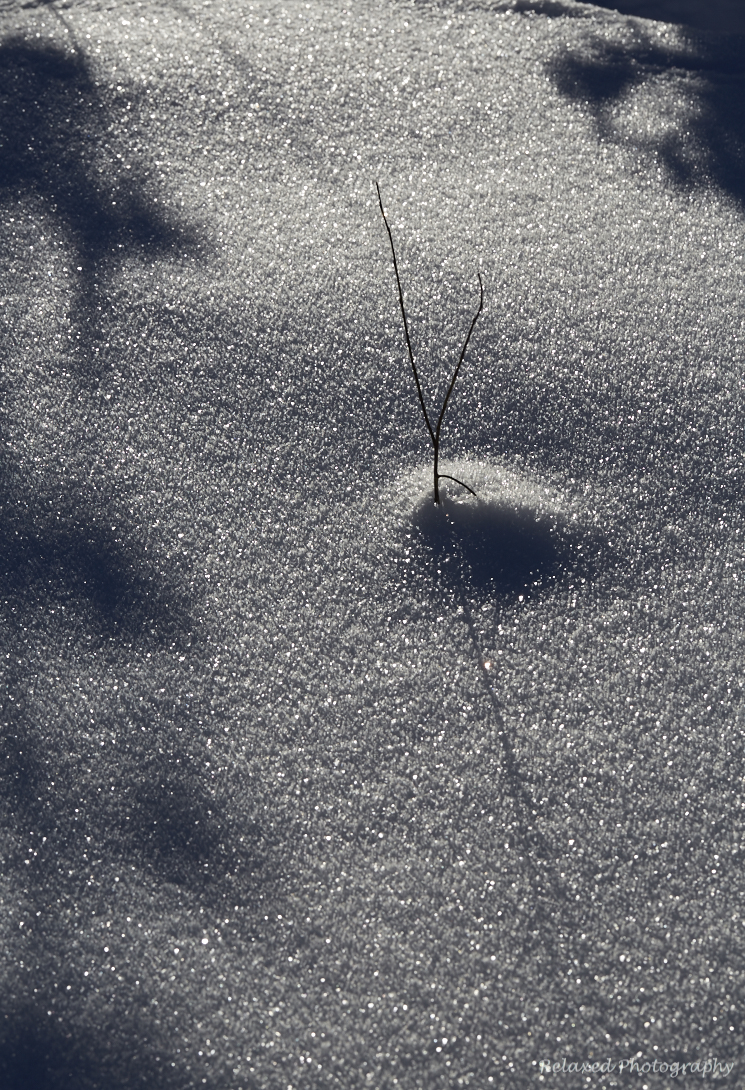 Forgetmenot Pond 2.jpg