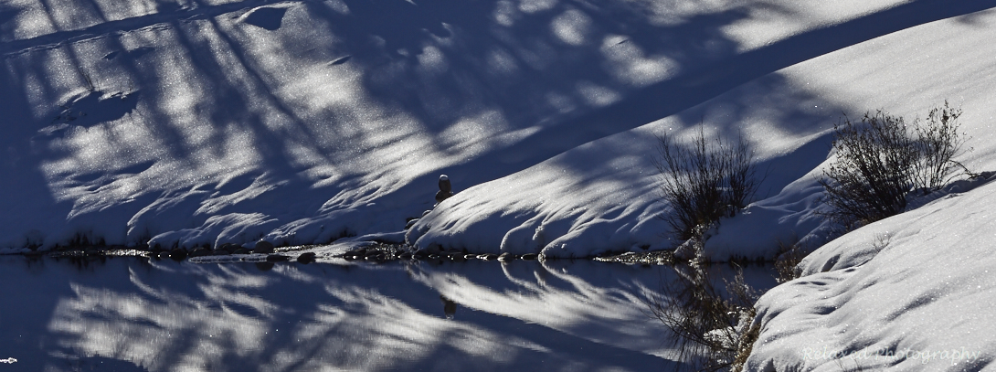 Forgetmenot Pond 10.jpg