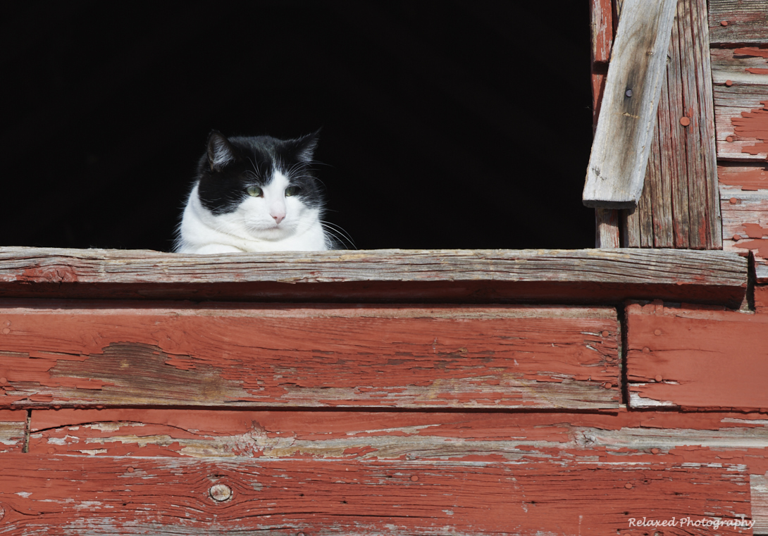 One of the cats keeping an eye on things, from the safety of the barn of course.