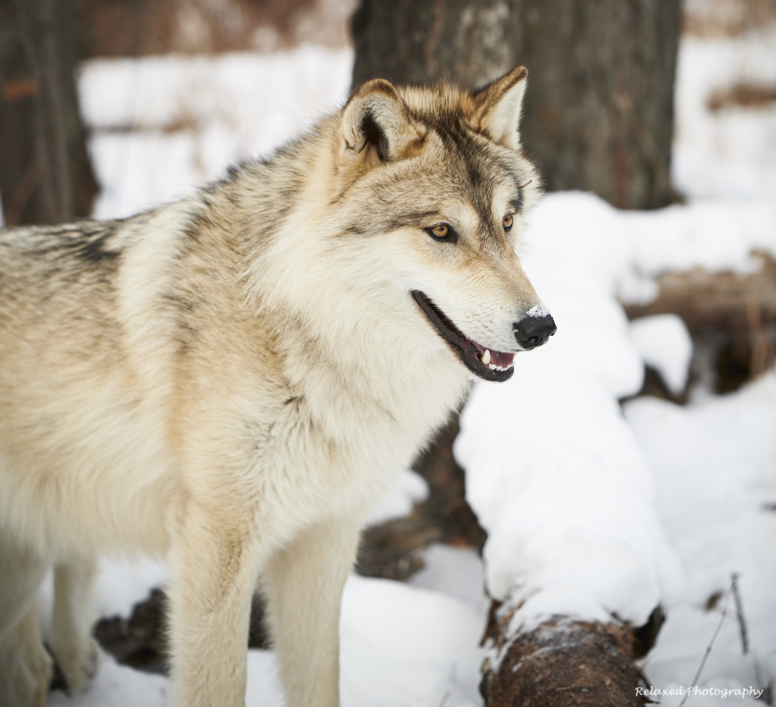 Wolves Unleashed 4.jpg