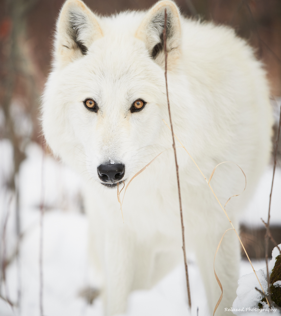 Wolves Unleashed 5.jpg