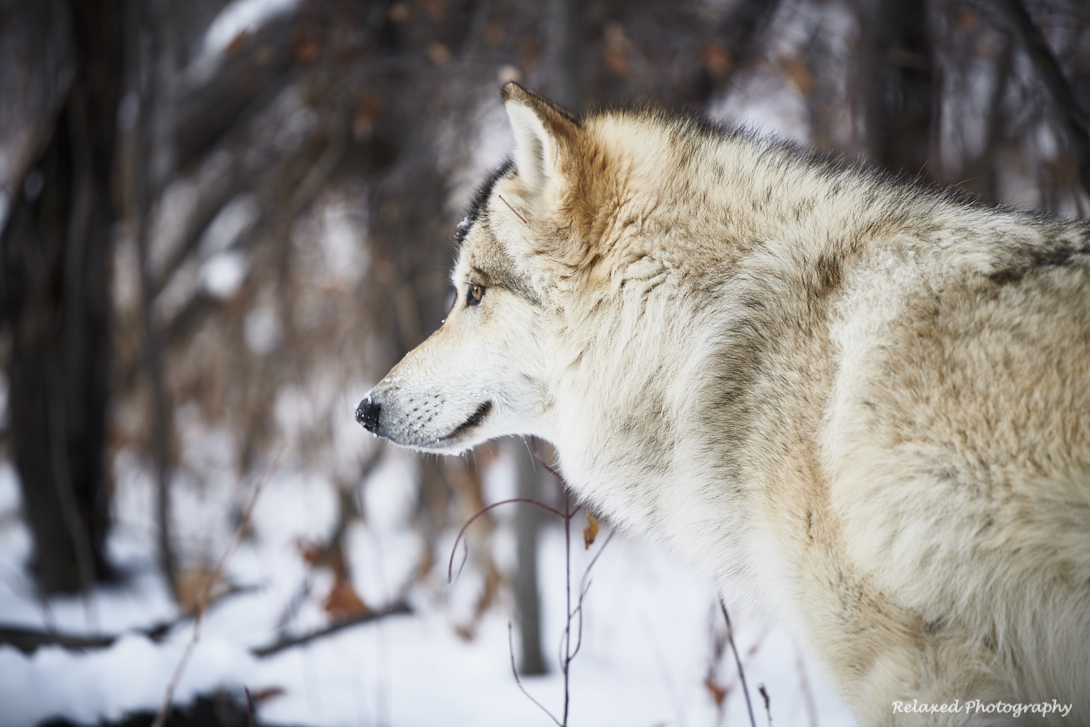 Wolves Unleashed 7.jpg