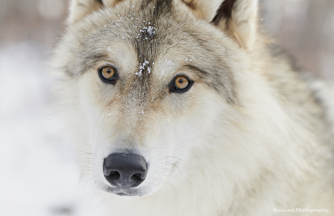 Wolves Unleashed 8.jpg