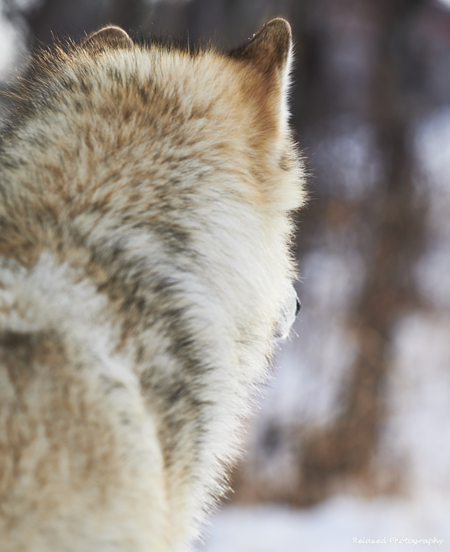 Wolves Unleashed 9.jpg
