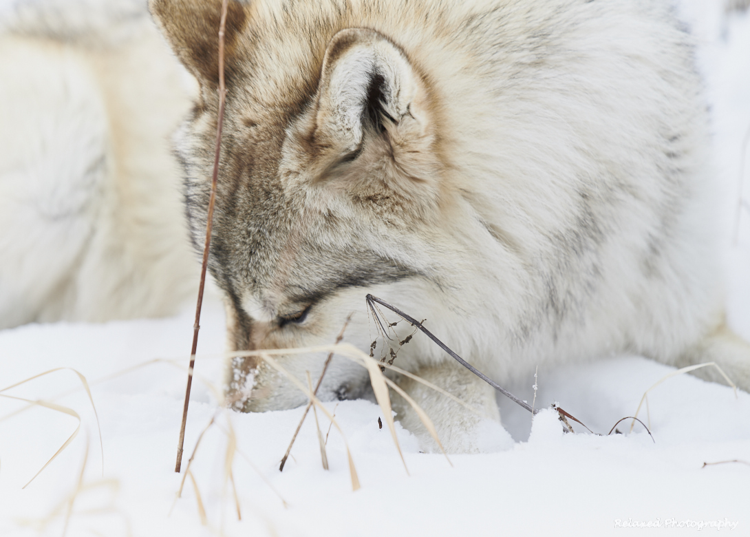 Wolves Unleashed 10.jpg